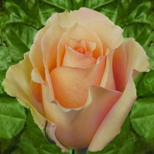 Роза Версилия (Versillia)