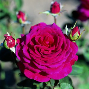 Роза Big Purple