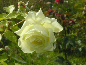 Роза Бьянка Череповец (Bianca): характеристика и описание сорта с фото и отзывы садоводов